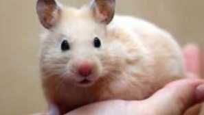 Как да се укроти хамстер в ръцете, на питието, колелото, така че юнгиан хамстерът не избягал, не хапеше